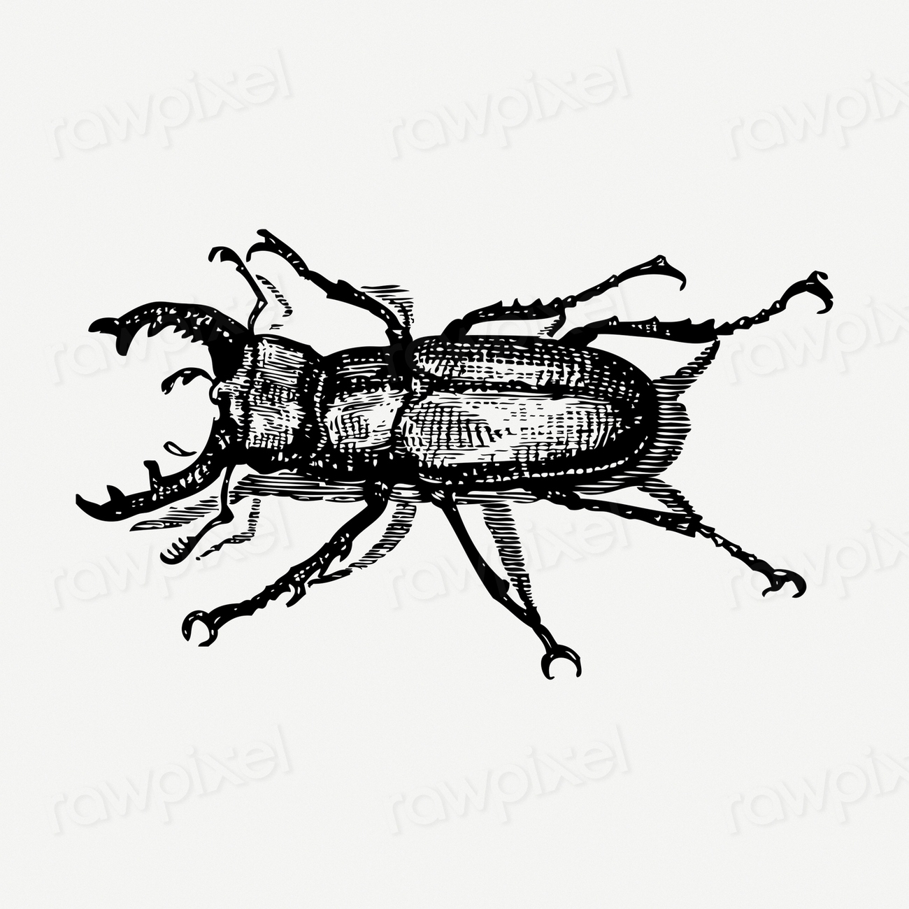 Staghorn beetle drawing, bug vintage